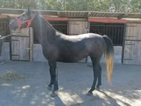 Yegua, Caballos — foto 3