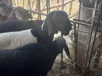 Ram, Rhon sheep — photo 4