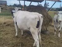 母牛, Holstein breed — 照片 8