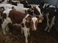 Rinder (Partie, Geschlecht nicht angegeben), Simmental cattle — Foto 6