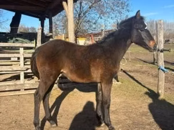 Hengst, Hungarian horse breed