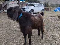 बकरा, बकरियाँ — फ़ोटो 4