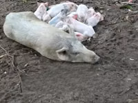 Schweine (Partie, Geschlecht nicht angegeben), Schweine — Foto 4