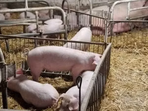 Schweine (Partie, Geschlecht nicht angegeben), Schweine