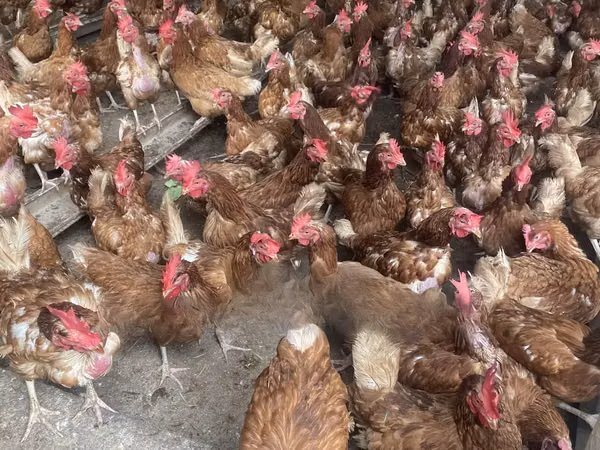 Shamo chickens