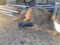 公猪 — 照片 1
