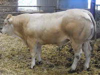 公牛, Blonde d’Aquitane cattle — 照片 2