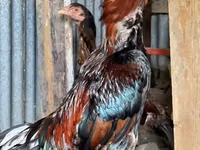 Chickens — 照片 1