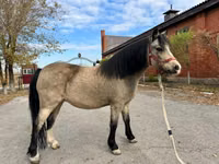 घोड़ी, Welsh Mountain Pony — फ़ोटो 5