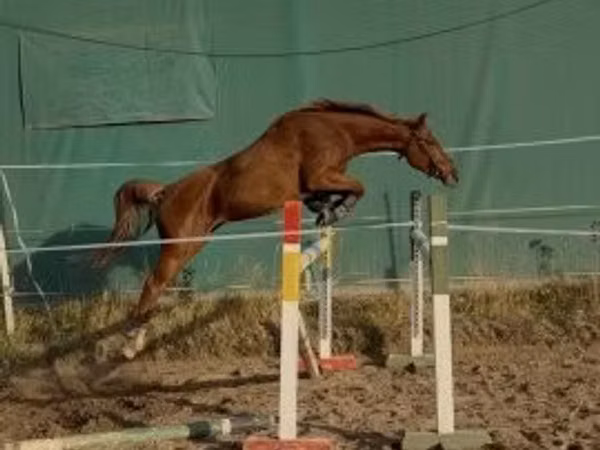 Stute, Kisber felver