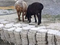 Ram, Sheep — photo 2