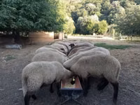 نعجة, Tsigai sheep — الصورة 2