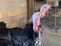 Turkeys — photo 2