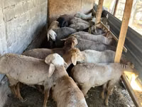 Schaf, Rhon sheep — Foto 4