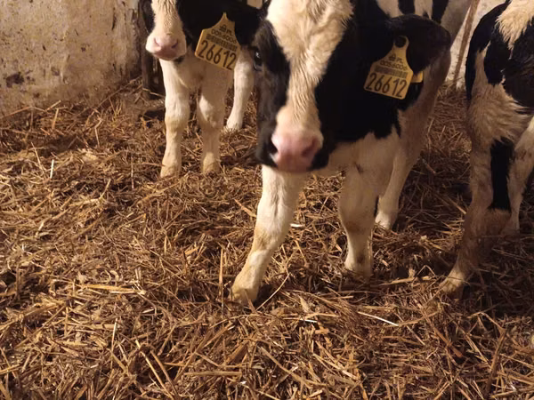 ثور, Russian Black pied cattle