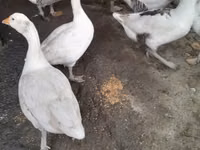 Geese — 照片 1