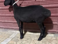 Sheep (batch, sex not specified), Sheep — photo 2