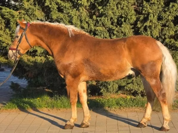 Horse (M), Haflinger