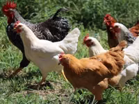 Chickens — फ़ोटो 6