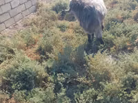 बकरा, Damask goat — फ़ोटो 3