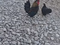 Chickens — foto 1