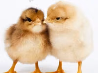 بلاجو فارسكايا — الصورة 5