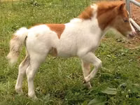 Yegua, Miniature horse — foto 3