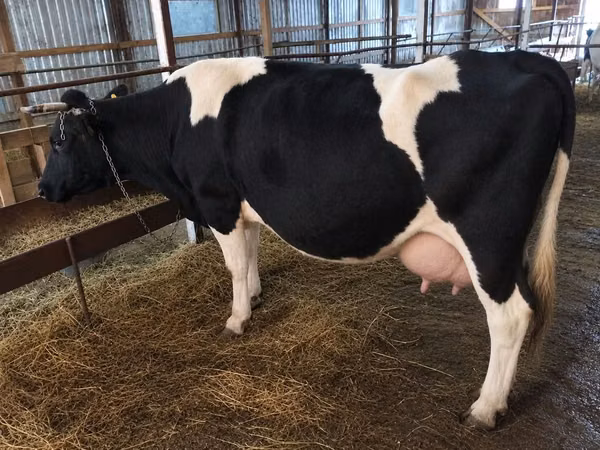 بقرة, Russian Black pied cattle
