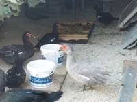 pato criollo doméstico — foto 7