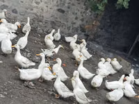 German Pekin — photo 2