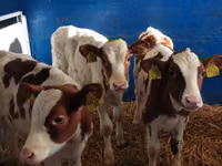Bulle, Simmental cattle — Foto 4