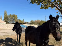 Stute, Horse breed — Foto 3