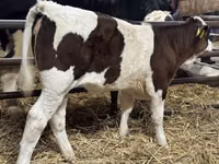 Cattle (batch, sex not specified), Simmental cattle — photo 2