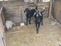 Ziegenbock, Ziegen — Foto 2