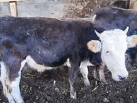 Bulle, Russian Black pied cattle — Foto 4