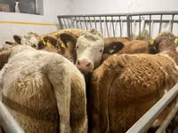 بقرة, Simmental cattle — الصورة 1