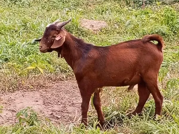 Goats (batch, sex not specified), Goats