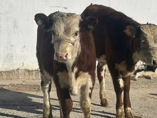 بقرة, Simmental cattle