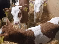 牛只（批次，未指定性别）, Simmental cattle — 照片 2