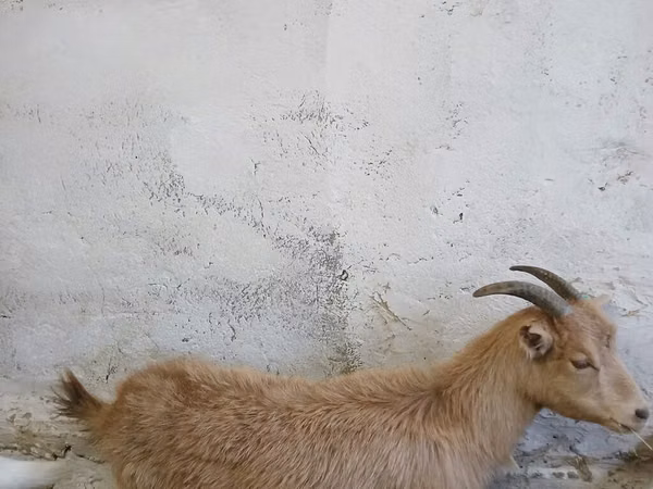 Goat, Saanen goat
