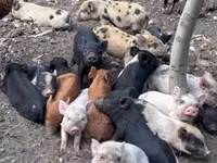 Säue, Schweine — Foto 7