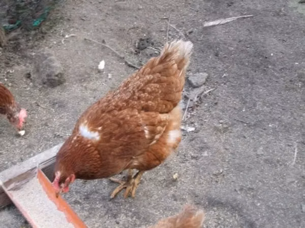 gallina danesa