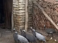 पर्ल ग्रे — फ़ोटो 2
