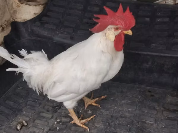 Chickens