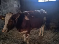بقرة, Simmental cattle — الصورة 2