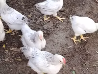 Chickens — Foto 3