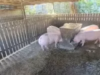 मादा सूअर, सूअर — फ़ोटो 3