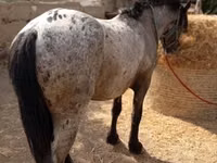 حصان, Appaloosa — الصورة 1