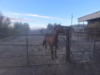حصان, Thoroughbred horse — الصورة 5