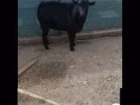 Ziegenbock, Dutch Landrace goats — Foto 2